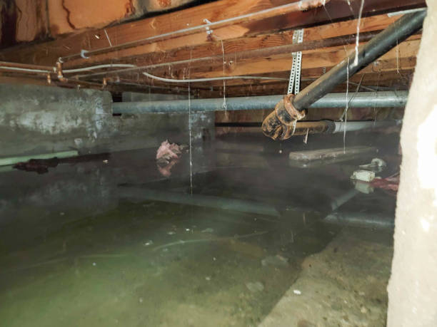 Best Flood restoration services  in Westminster, CA